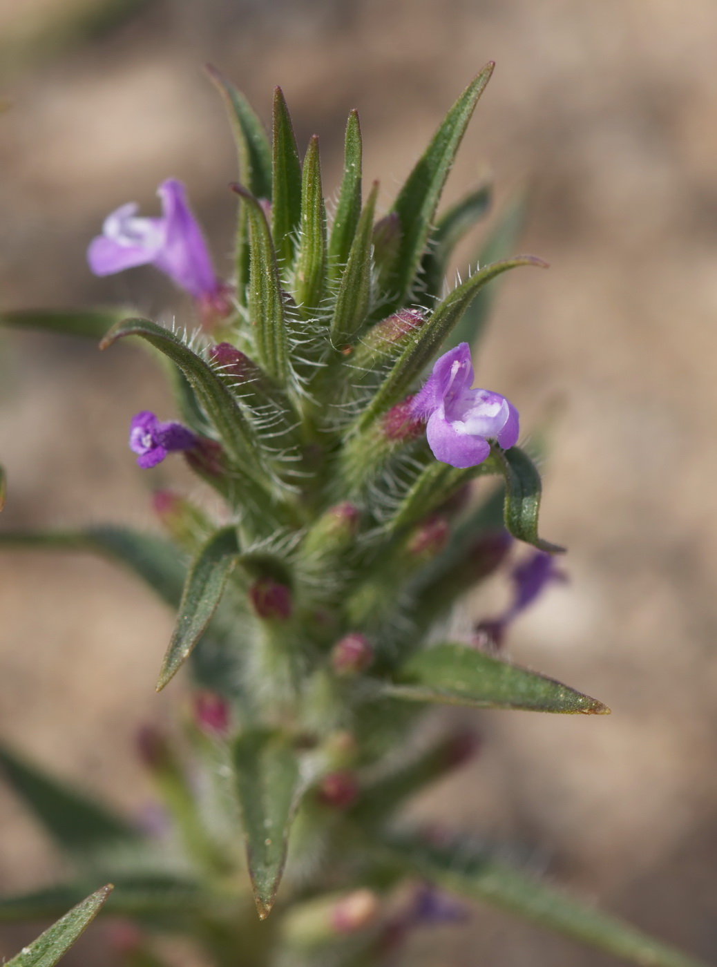 Image of Ziziphora tenuior specimen.