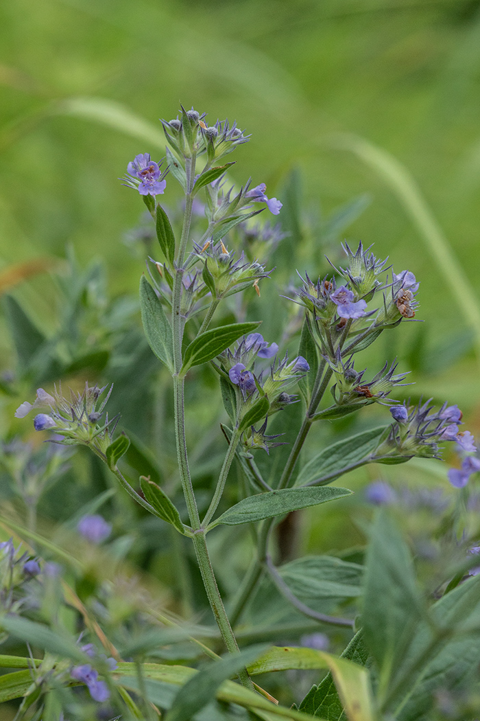 Image of Nepeta parviflora specimen.