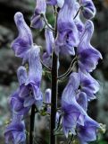 Aconitum septentrionale