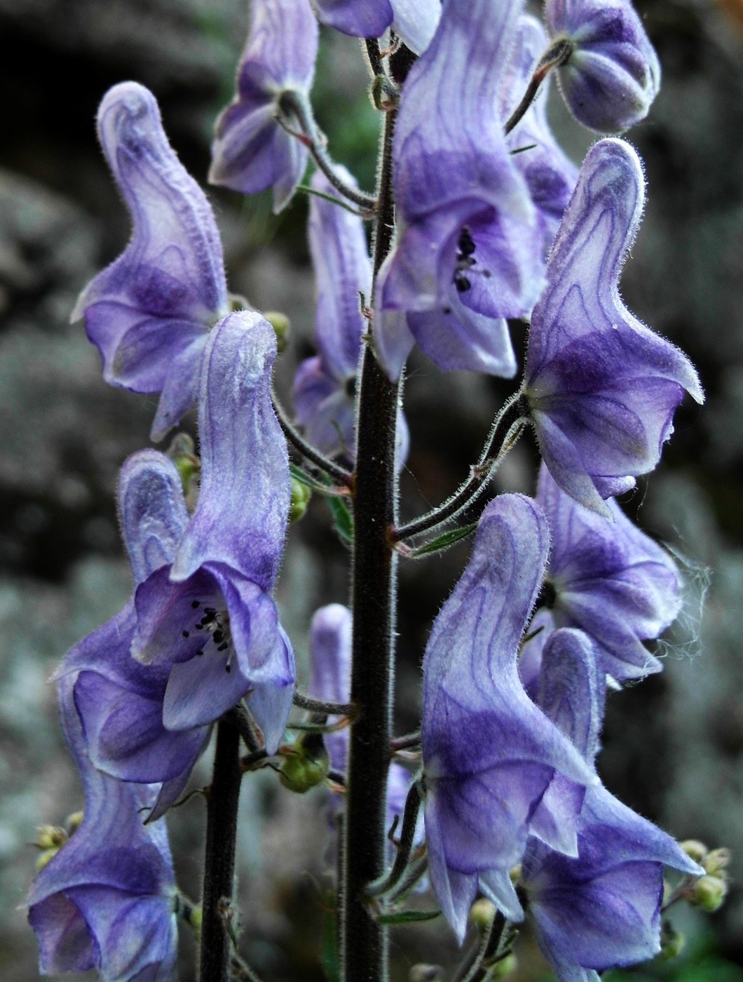 Изображение особи Aconitum septentrionale.