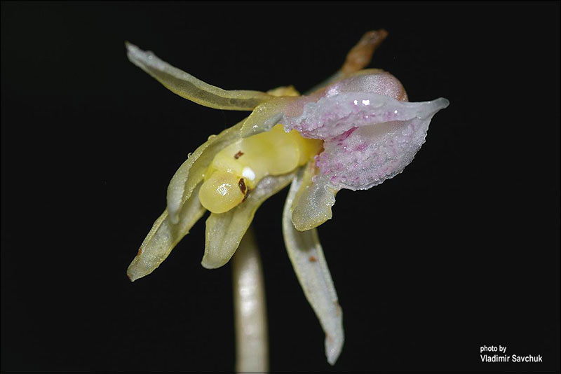 Image of Epipogium aphyllum specimen.