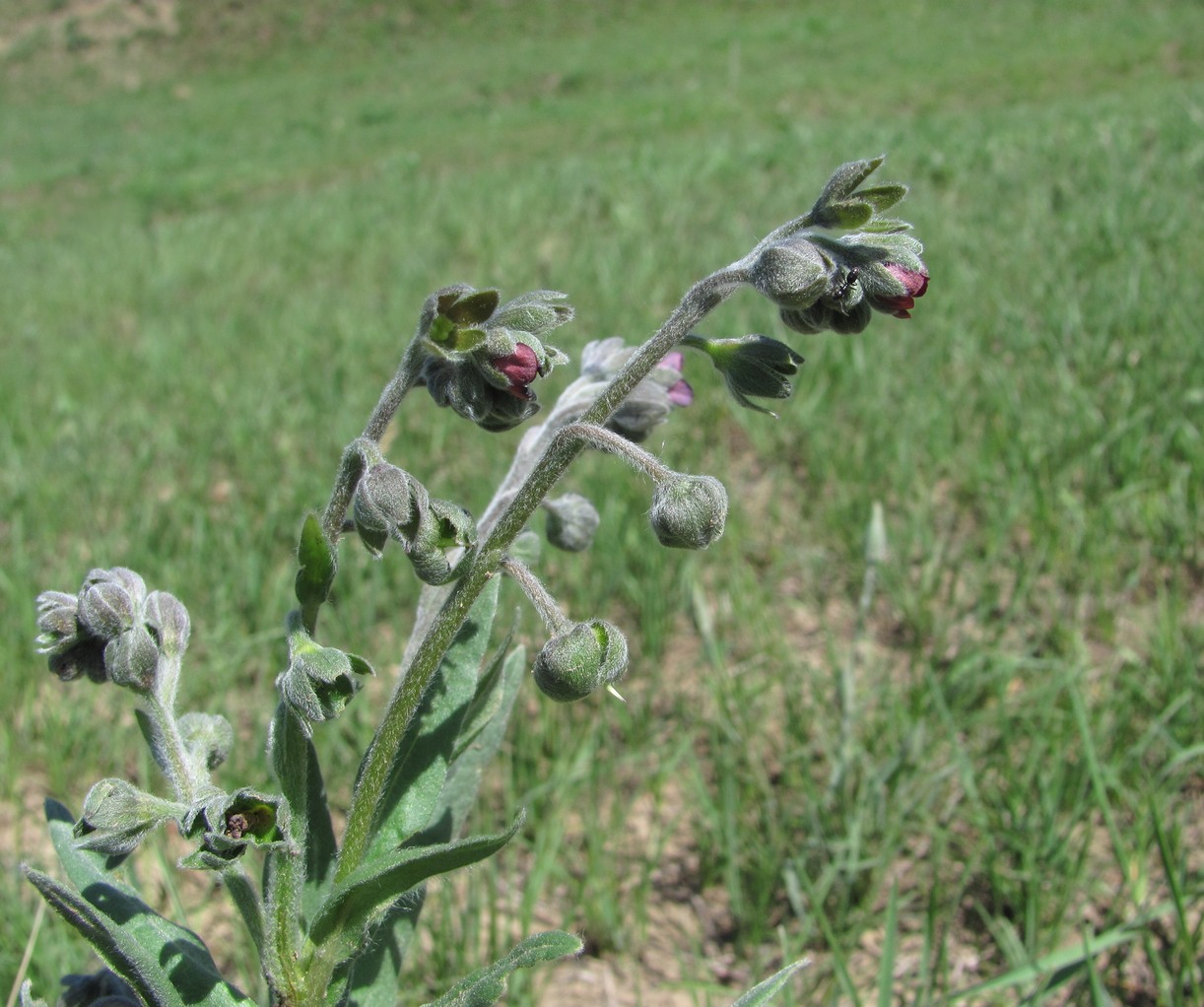 Изображение особи Cynoglossum officinale.