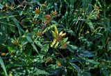 Bidens tripartita