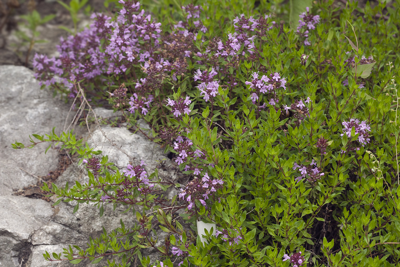 Изображение особи Thymus komarovii.