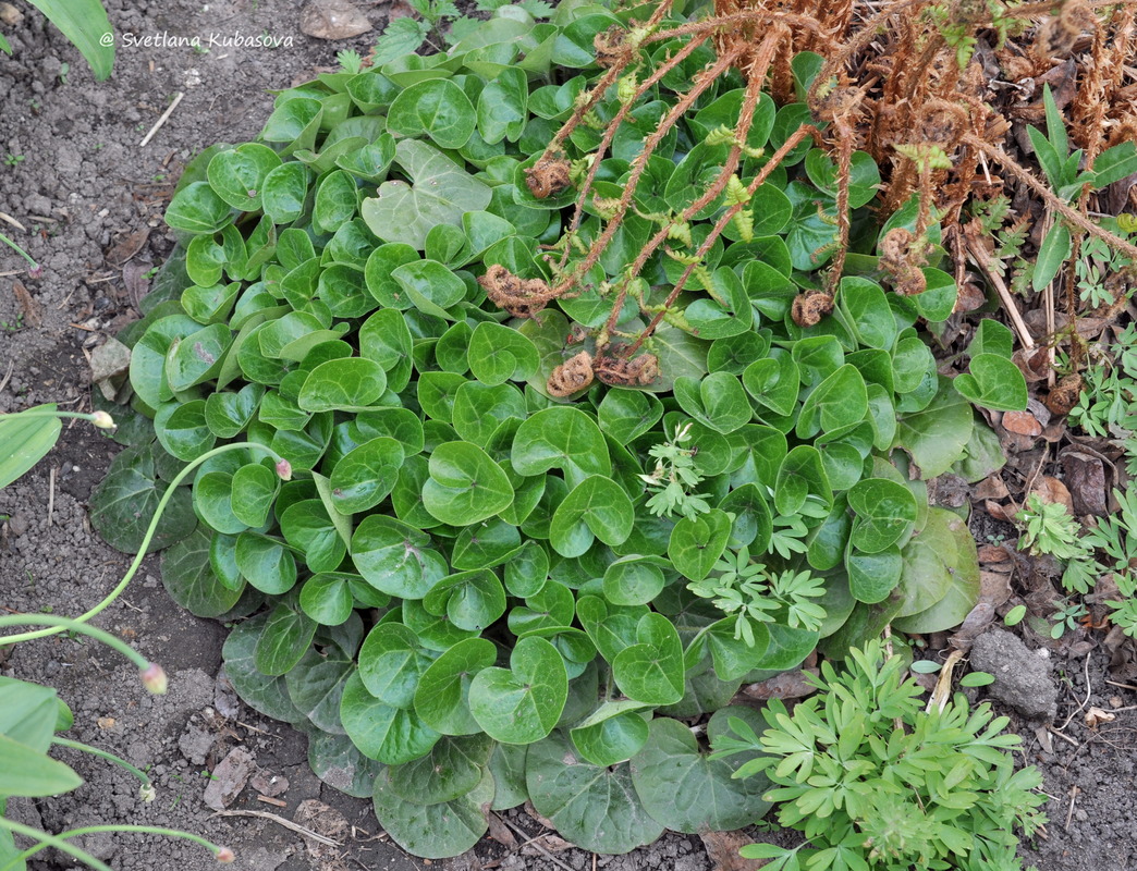 Image of Asarum europaeum specimen.