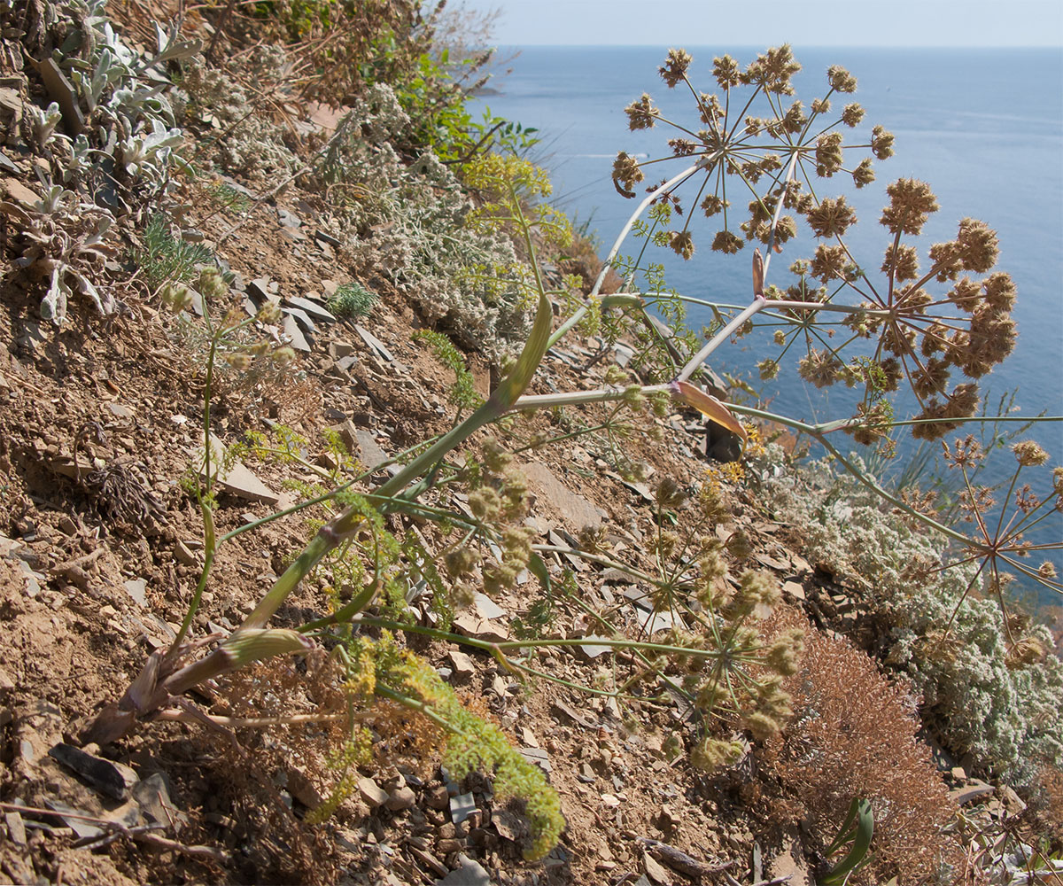 Image of genus Astrodaucus specimen.