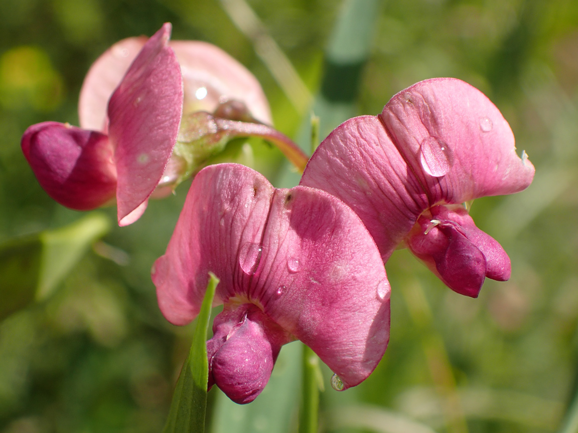 Изображение особи Lathyrus sylvestris.