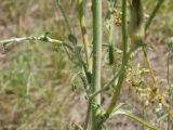 Tragopogon ucrainicus