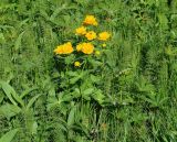 Trollius sibiricus