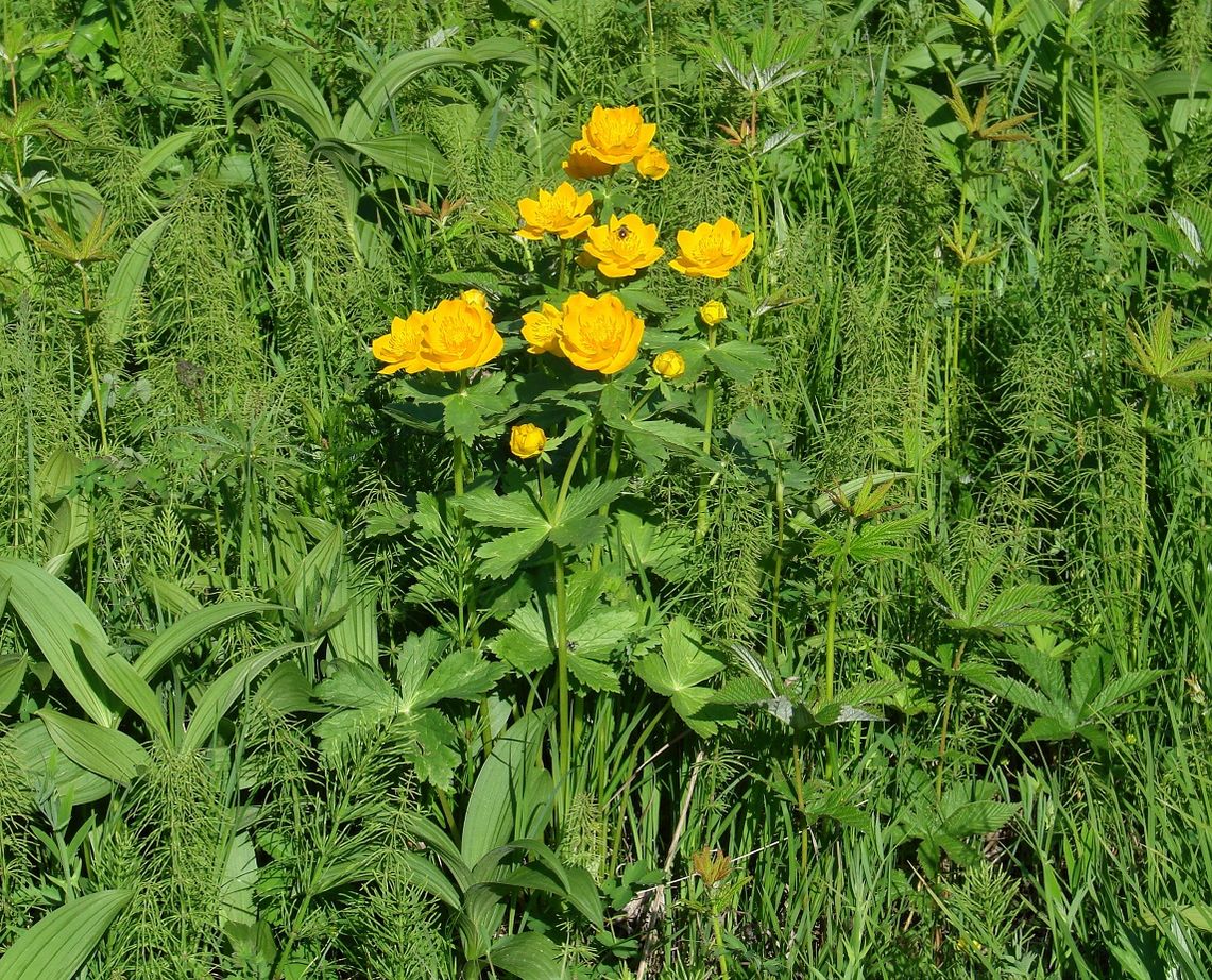 Изображение особи Trollius sibiricus.