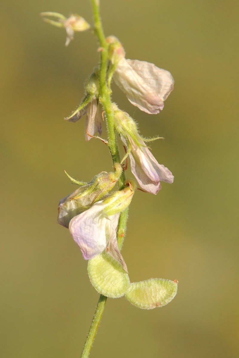 Image of Hedysarum pavlovii specimen.