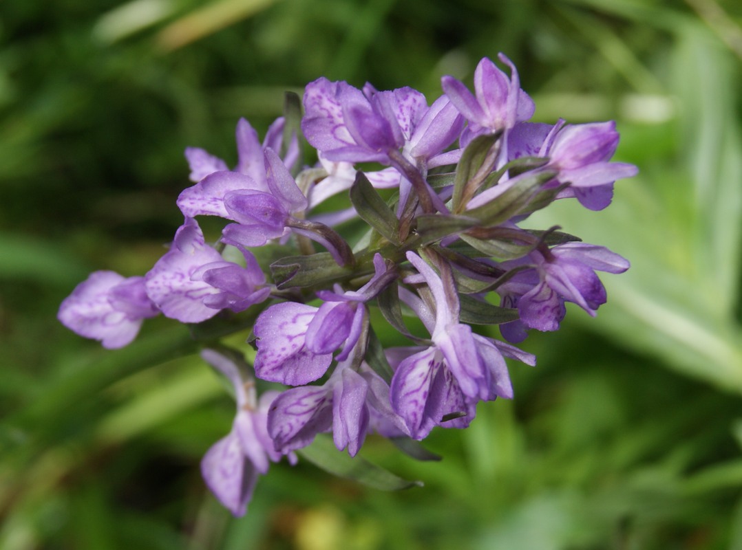 Изображение особи род Dactylorhiza.