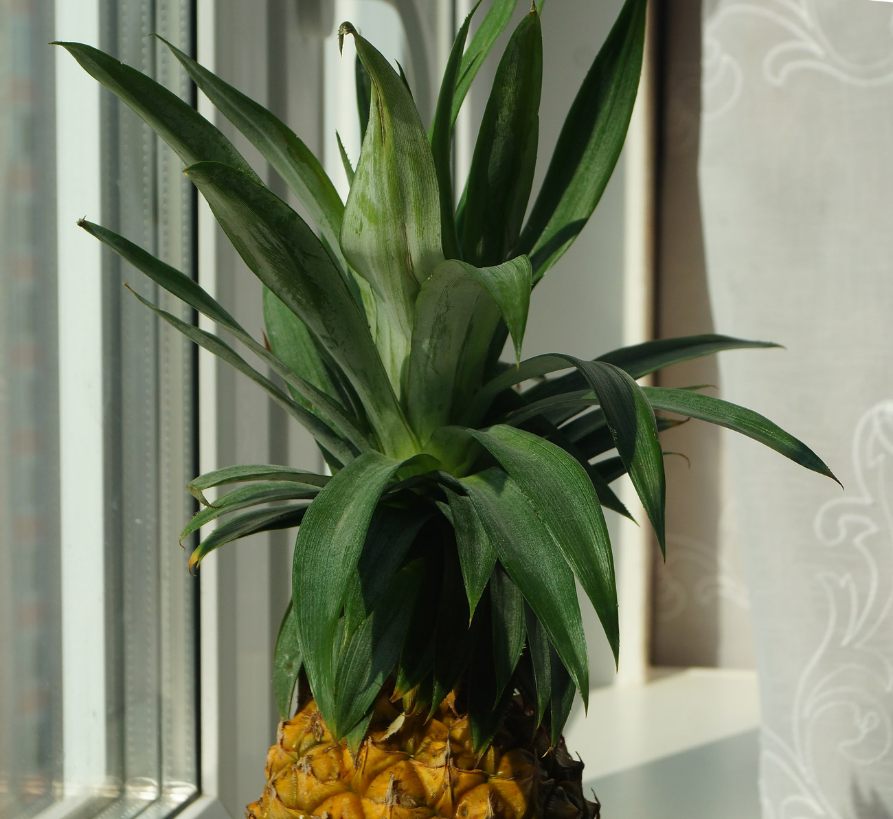 Изображение особи Ananas comosus.