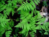 Gymnocarpium dryopteris