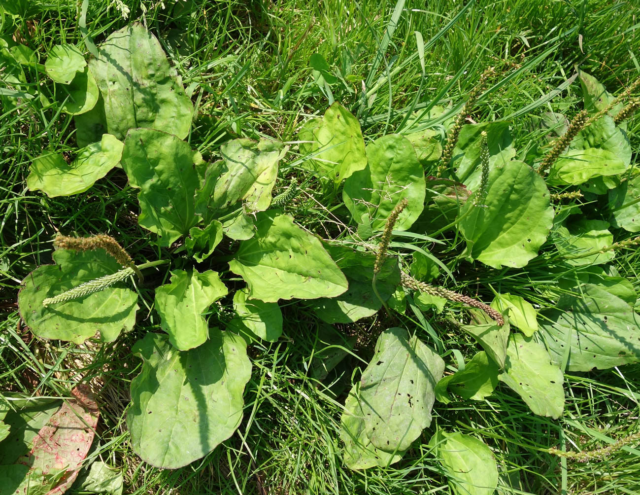 Изображение особи Plantago major.