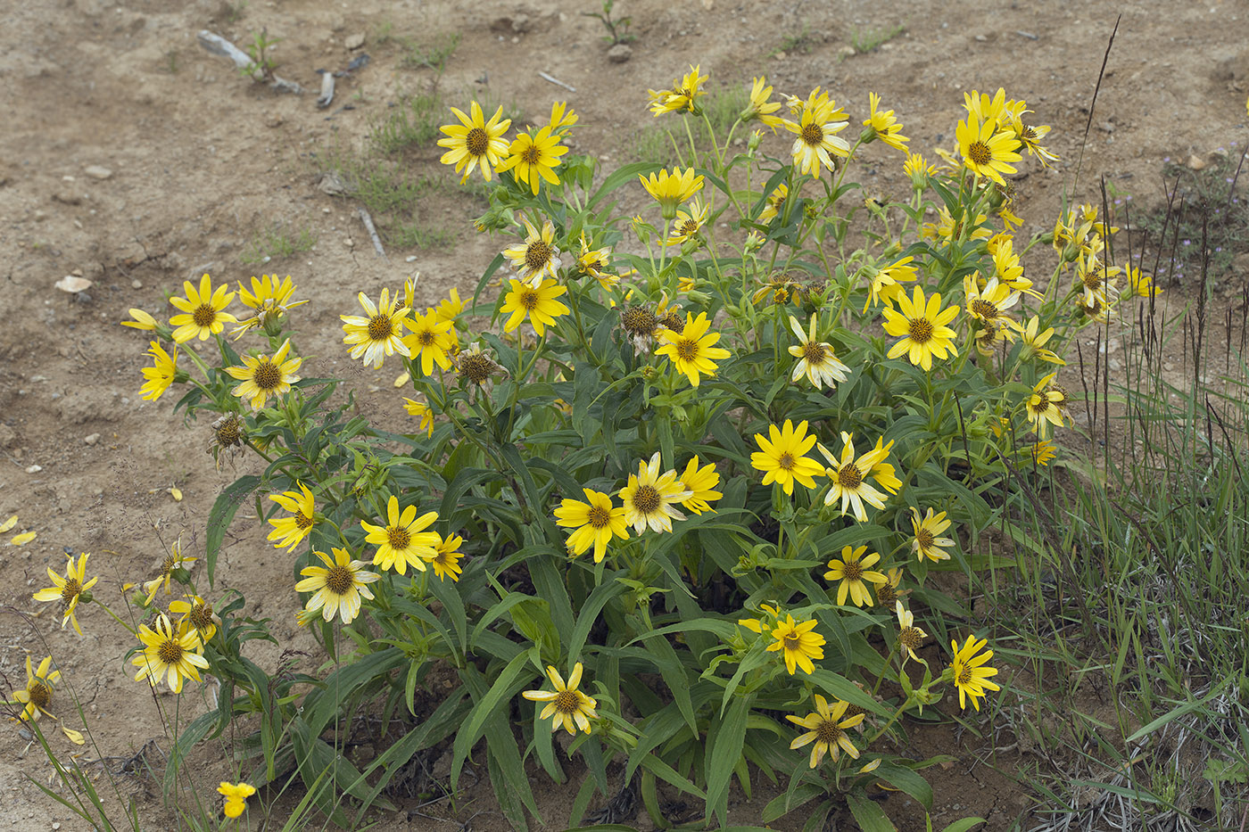 Image of Arnica sachalinensis specimen.