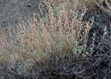 Artemisia rutifolia