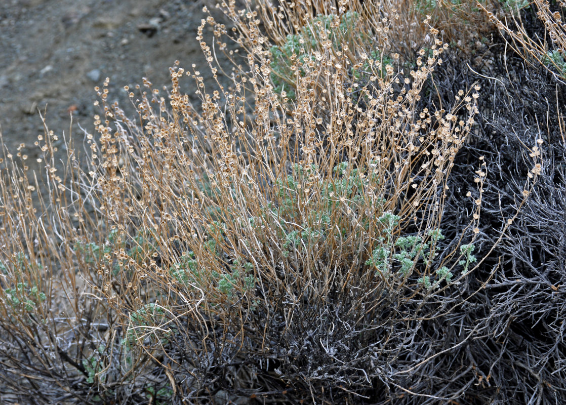 Image of Artemisia rutifolia specimen.