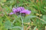 Centaurea salicifolia. Генеративный побег с соцветиями. Грузия, Душетский муниципалитет, правый берег р. Вулелаури в среднем течении, ≈ 2150 м н.у.м., субальпийский луг. 02.08.2018.