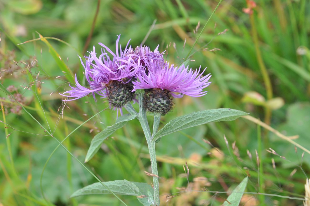 Image of Centaurea salicifolia specimen.