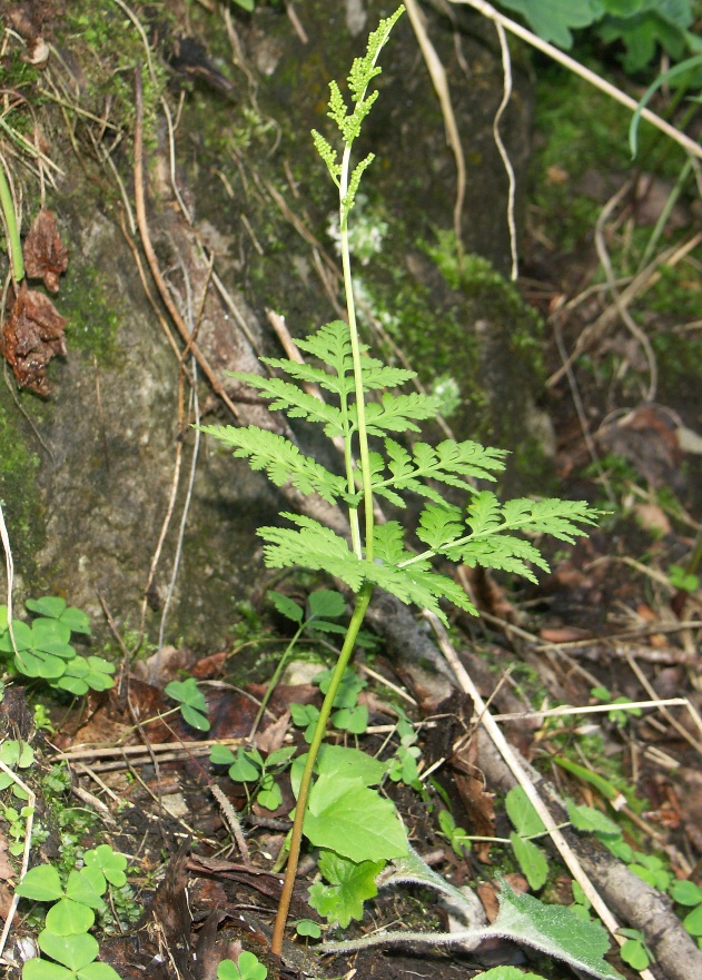 Изображение особи Botrychium virginianum.