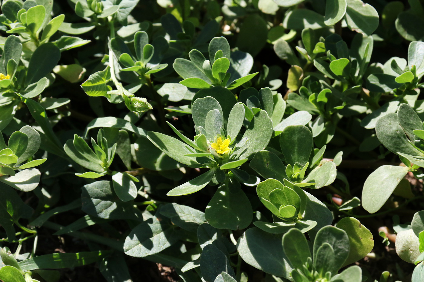 Image of Portulaca oleracea specimen.