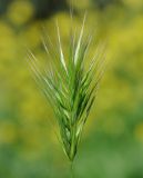 Bromus scoparius