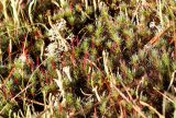 Polytrichum piliferum. Гаметофиты с развивающимися (ярко-розовыми) спорогонами в росе. Коми, Сыктывдинский р-н, окр. ст. Язель, долина р. Вычегда, сосновый лес. 05.09.2008.