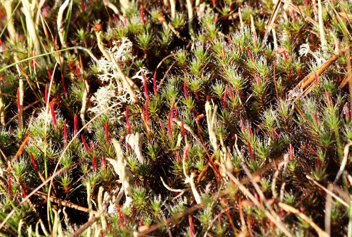 Image of Polytrichum piliferum specimen.