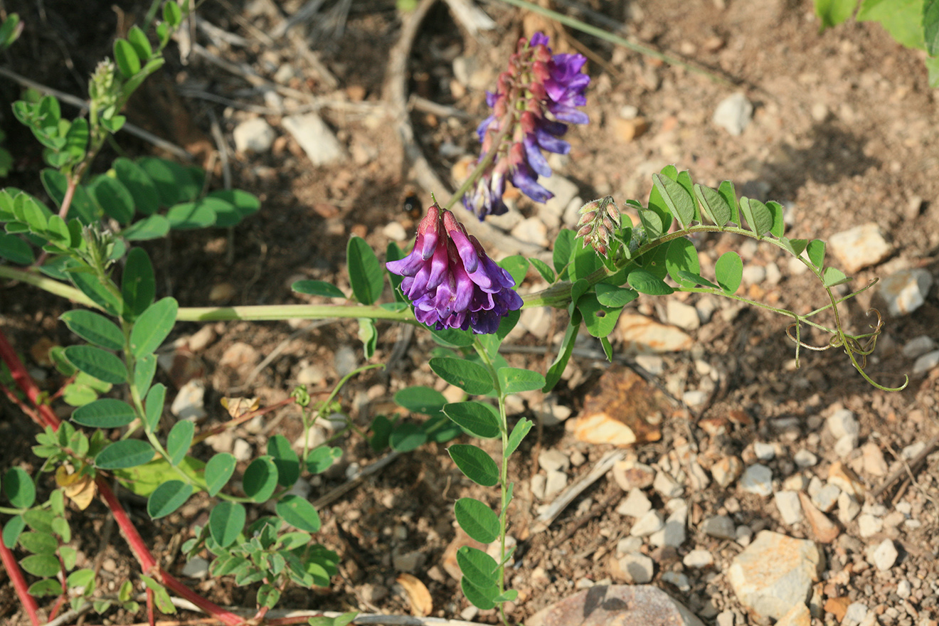 Image of Vicia amoena specimen.