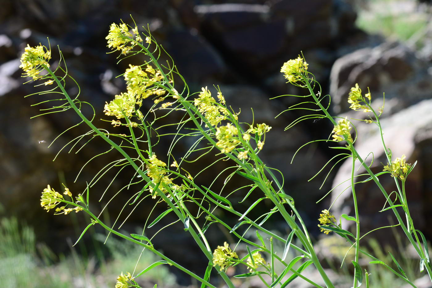 Image of Sisymbrium brassiciforme specimen.