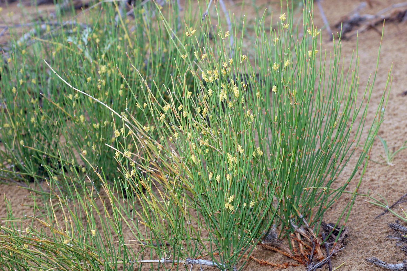 Image of Ephedra distachya specimen.