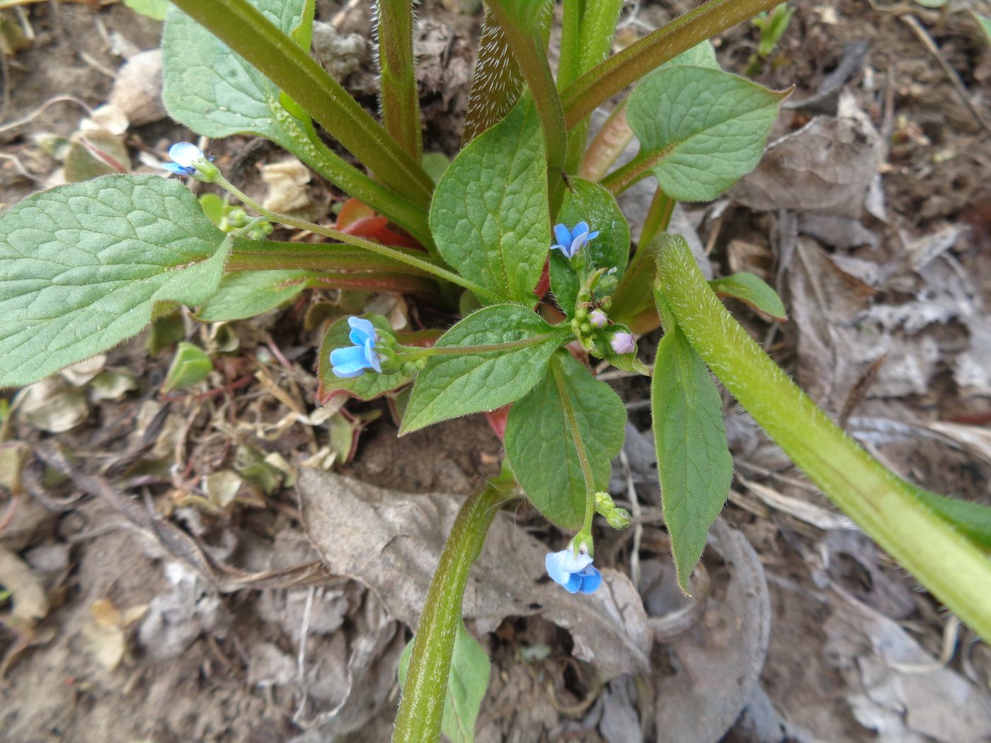 Изображение особи Brunnera sibirica.