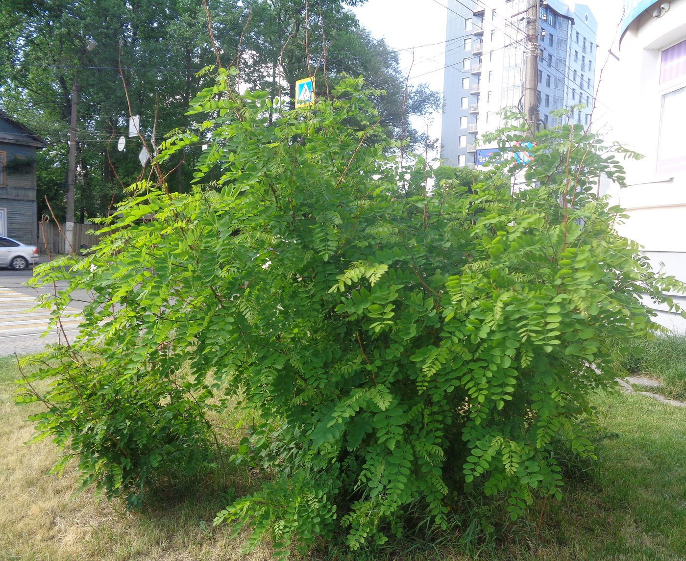 Image of Robinia pseudoacacia specimen.