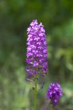 Anacamptis pyramidalis