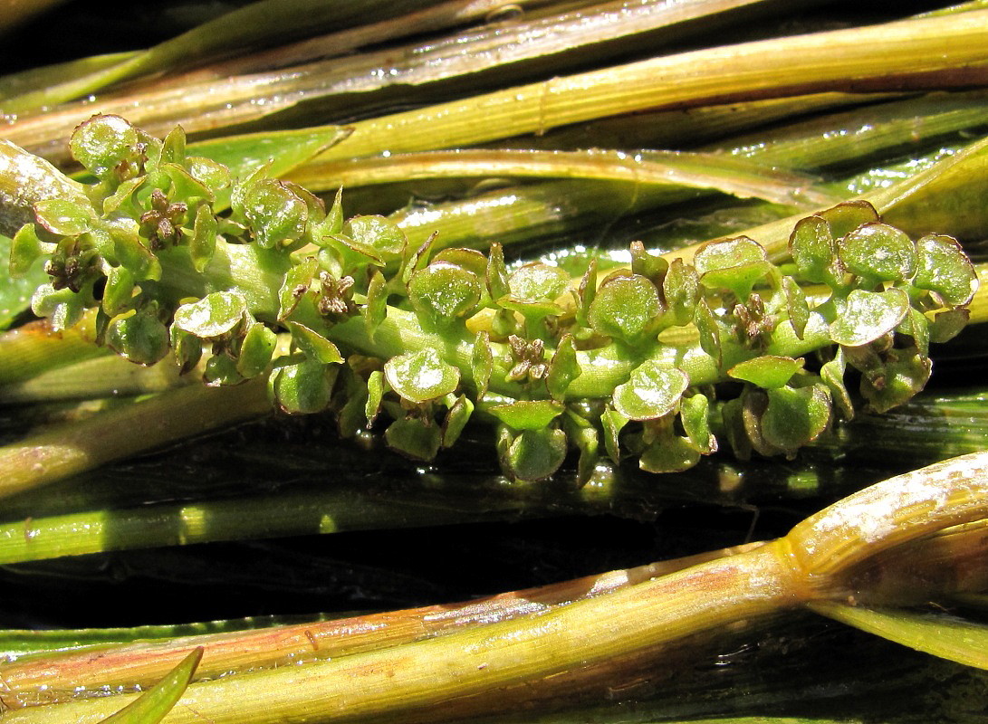 Image of Potamogeton &times; sparganiifolius specimen.