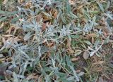 Cerastium argenteum