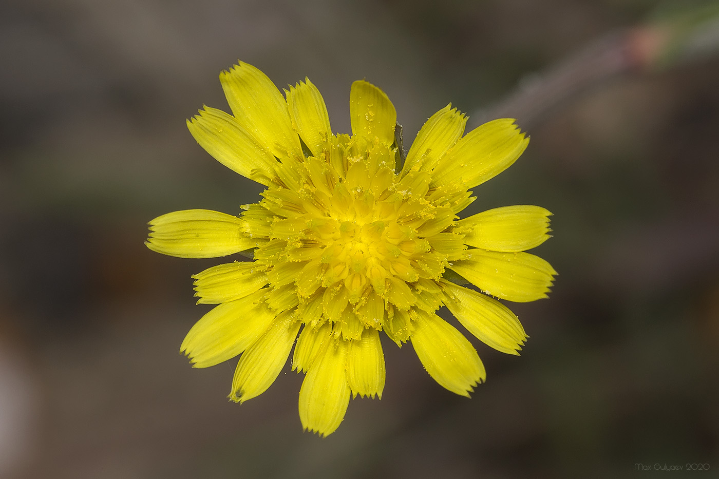 Image of Scorzonera laciniata specimen.