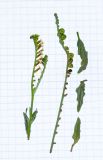 Heliotropium ciliatum