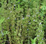 Glechoma hederacea. Цветущие растения. Приморский край, г. Владивосток, окр. ж.-д. ст. Вторая Речка, обочина грунтовой дороги на морской террасе. 05.06.2020.