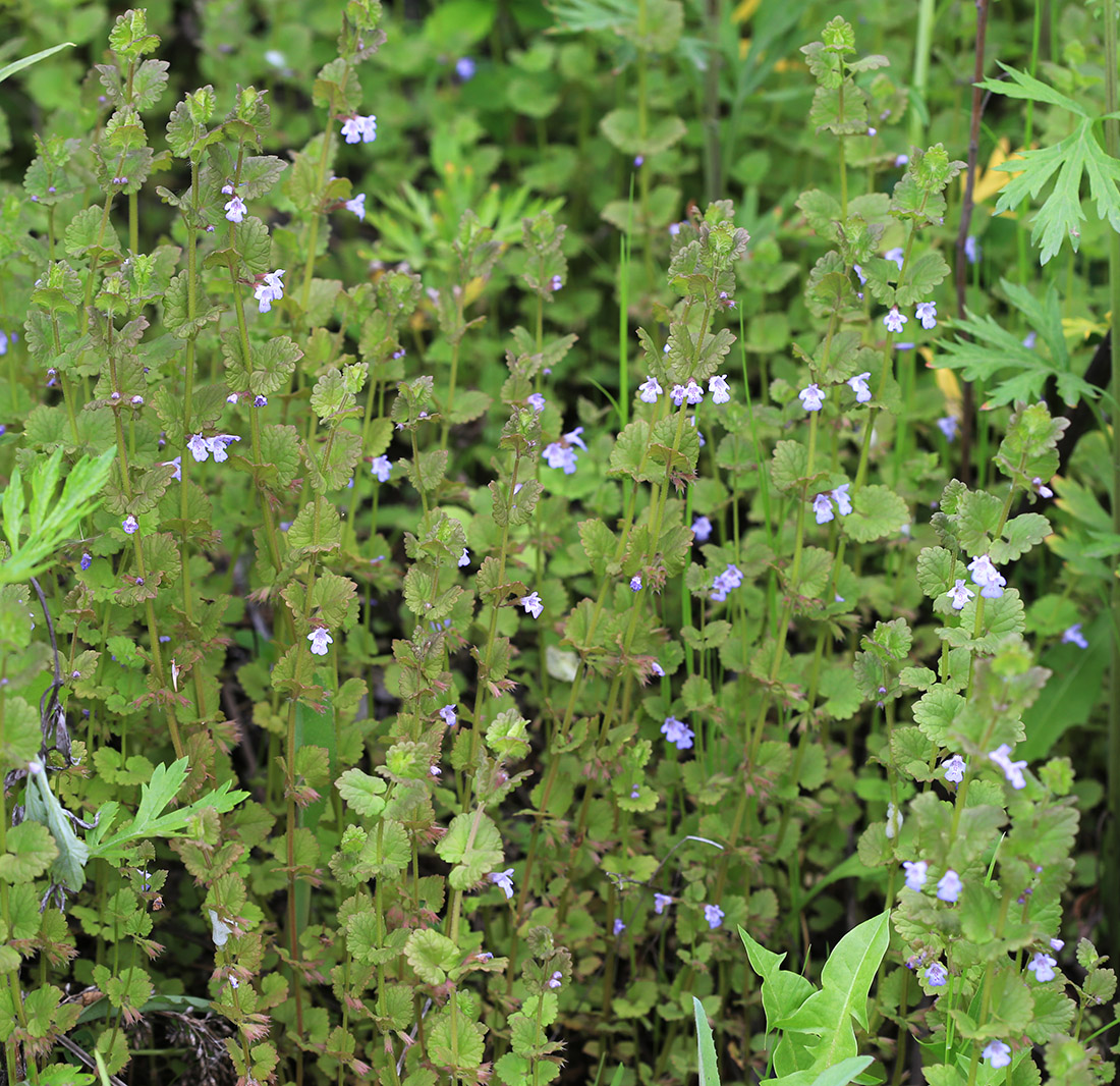 Изображение особи Glechoma hederacea.