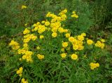 Inula japonica