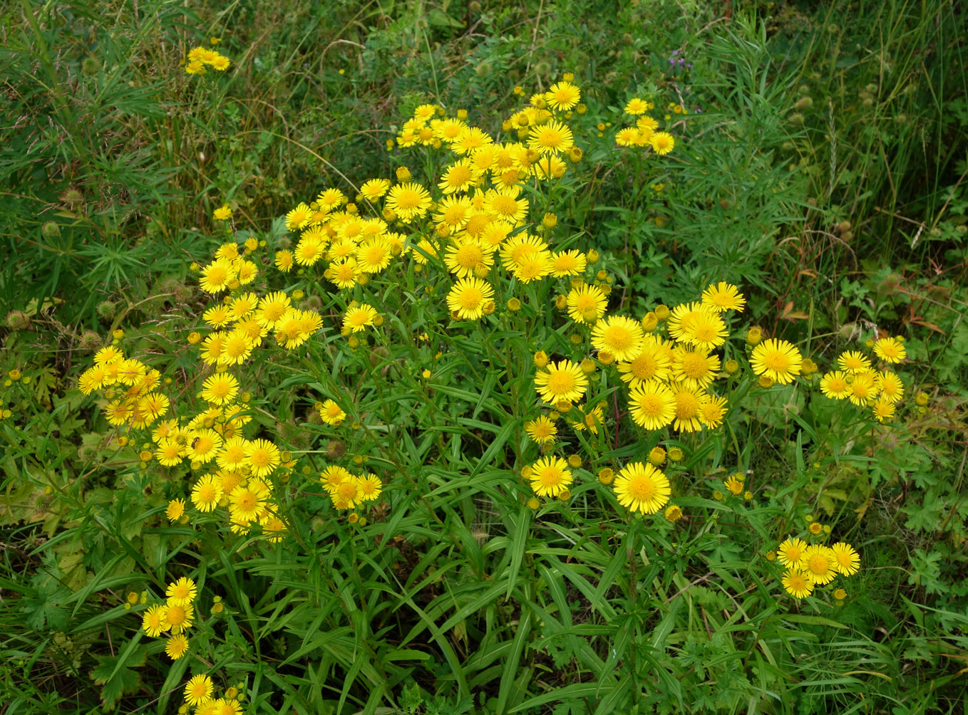 Image of Inula japonica specimen.