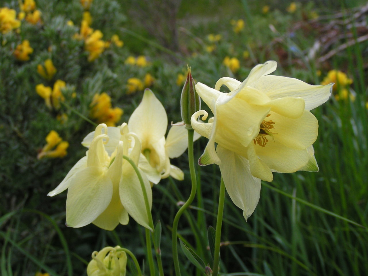 Изображение особи Aquilegia aurea.