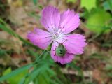 Dianthus campestris