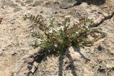 Heliotropium hirsutissimum
