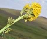 Ligularia alpigena
