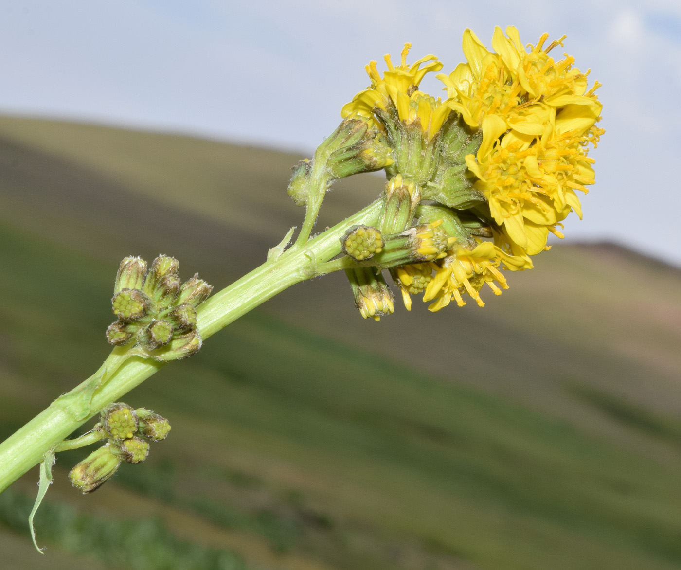 Изображение особи Ligularia alpigena.