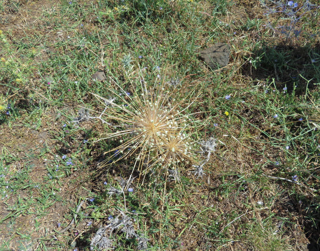 Image of Allium schubertii specimen.