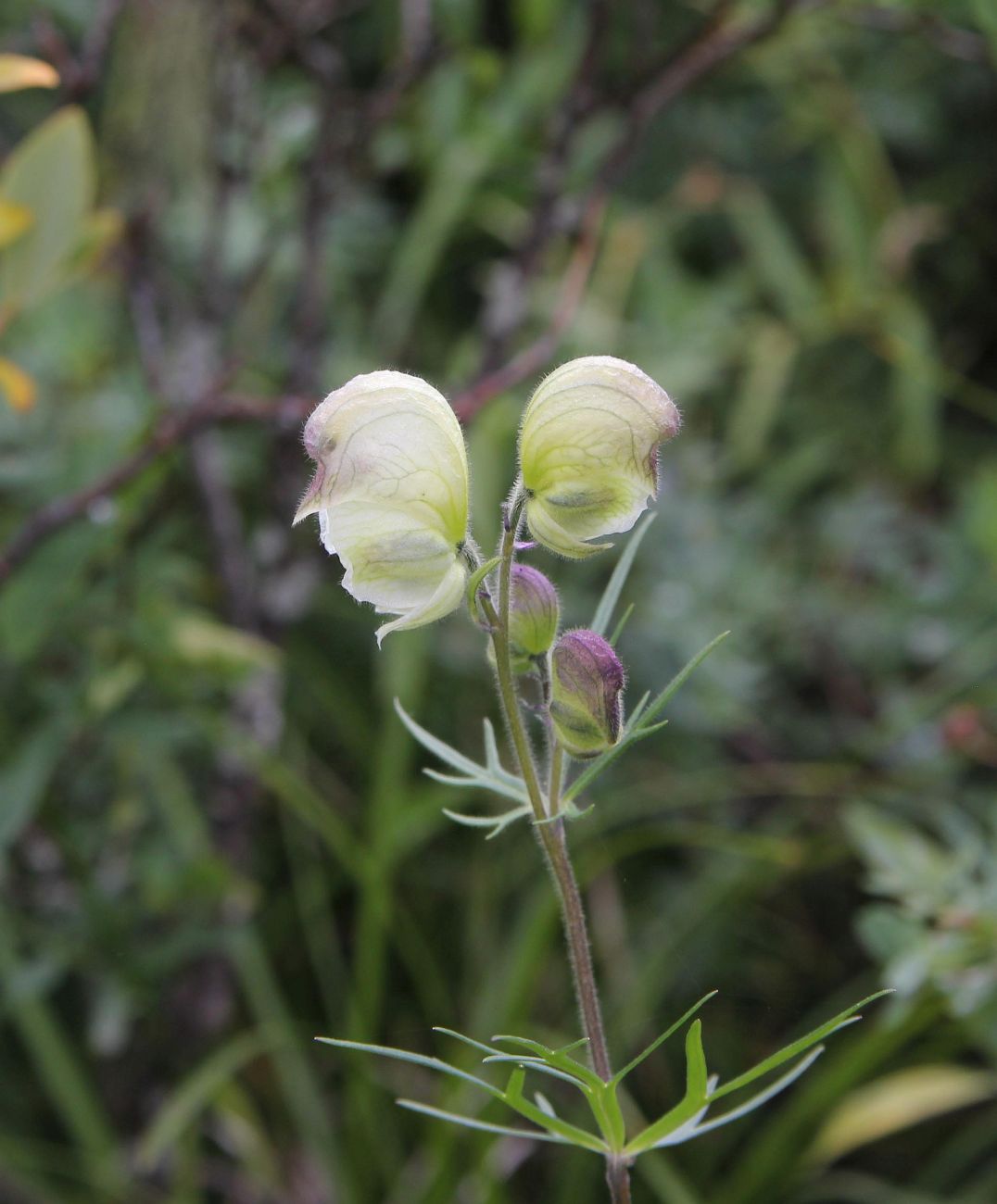 Изображение особи Aconitum anthoroideum.